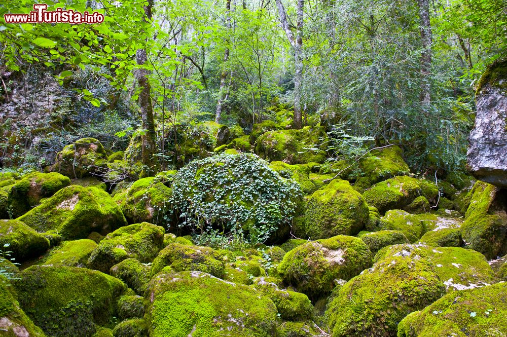 Immagine Paesaggio naturale nei pressi di Florac, Francia. Questa località nel sud della Francia è perfetta per chi cerca foreste e boschi da esplorare e natura incontaminata.