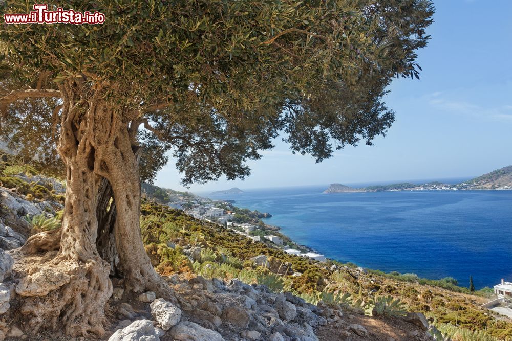 Immagine Paesaggio naturale sull'isola di Kalymnos, Grecia: un antico ulivo con il Mare Egeo sullo sfondo.