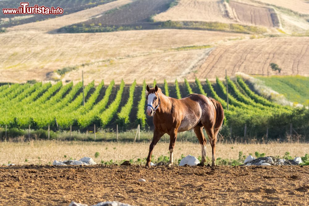 Immagine Paesaggio nei dintorni di Naro in Sicilia, con i vigneti dell'agrigentino sullo sfondo