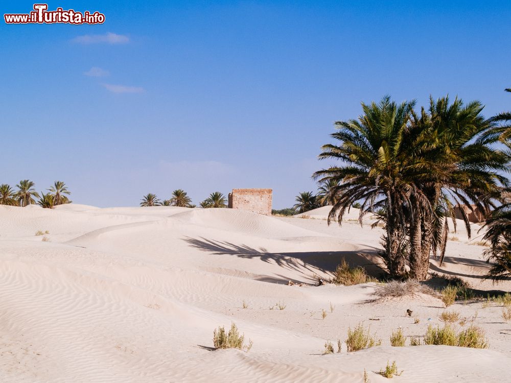 Immagine Paesaggio nei pressi dell'oasi di Douz (Tunisia): sabbia bianca, cielo azzurro e palme.