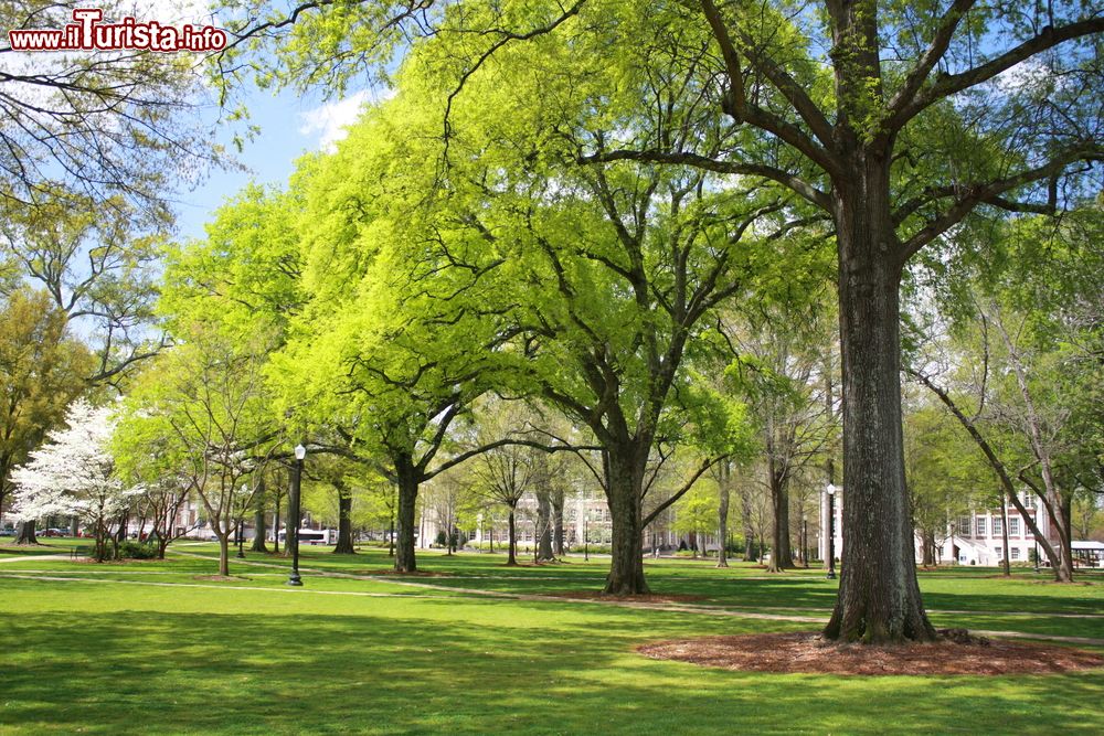Immagine Paesaggio primaverile con alberi in un parco della città di Tuscaloosa, Alabama (USA).