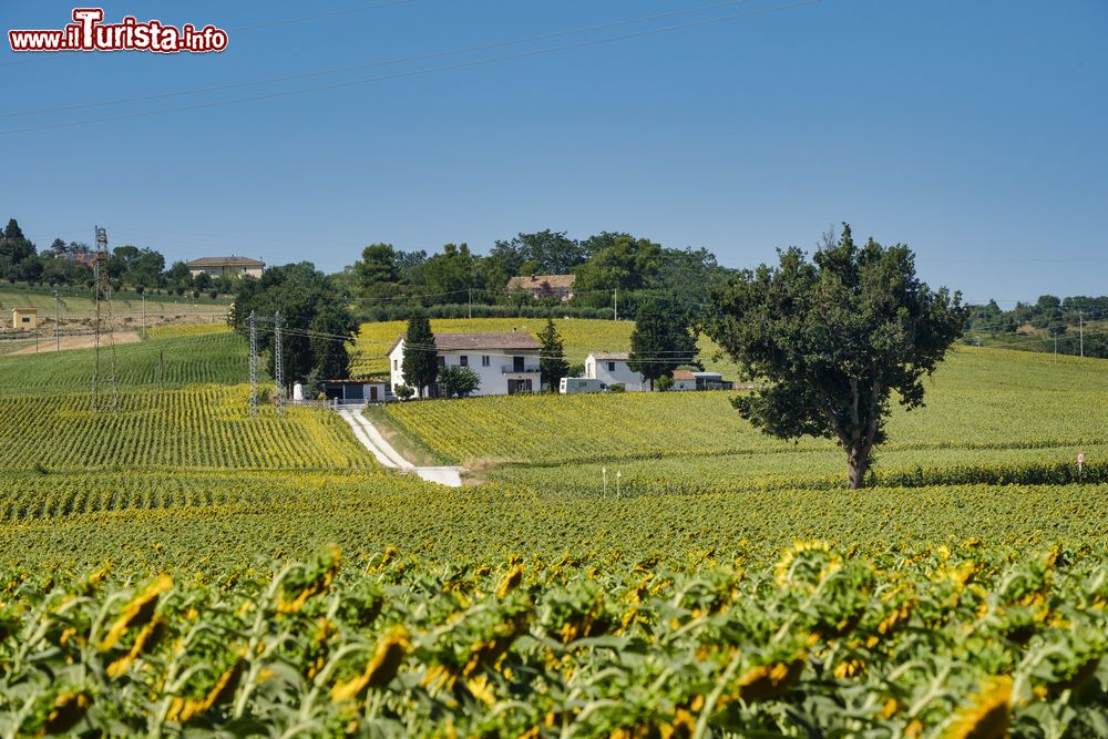 Immagine Paesaggio rurale lungo la strada da Montefano a Castelfidardo, Marche, in estate.