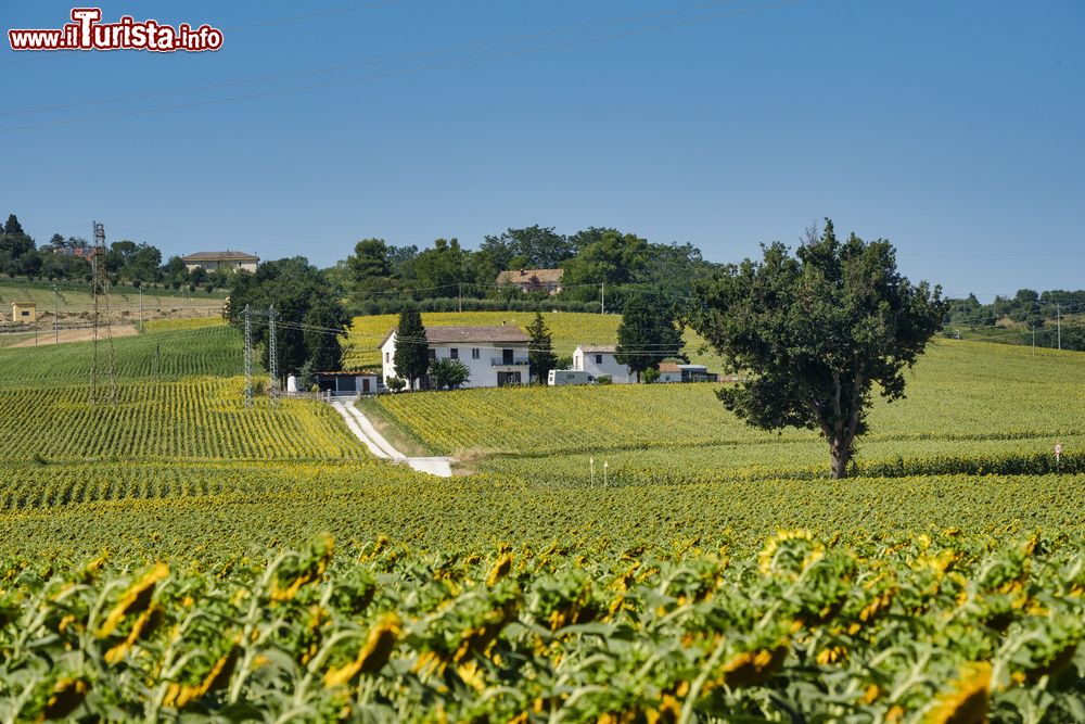 Le foto di cosa vedere e visitare a Castelfidardo