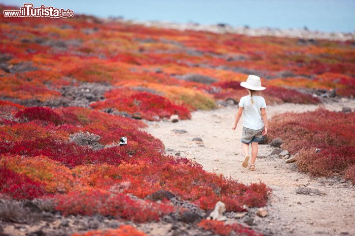 Immagine Una bellissima immagine di Isla South Plaza, il cui nome deriva da quello di un ex presidente dell'Ecuador, Leonidas Plaza. La flora dell'isola comprende fra l'altro piante di Sesevium che formano un vero e proprio tappeto rossastro sulla superficie delle colate laviche - © BlueOrange Studio / Shutterstock.com