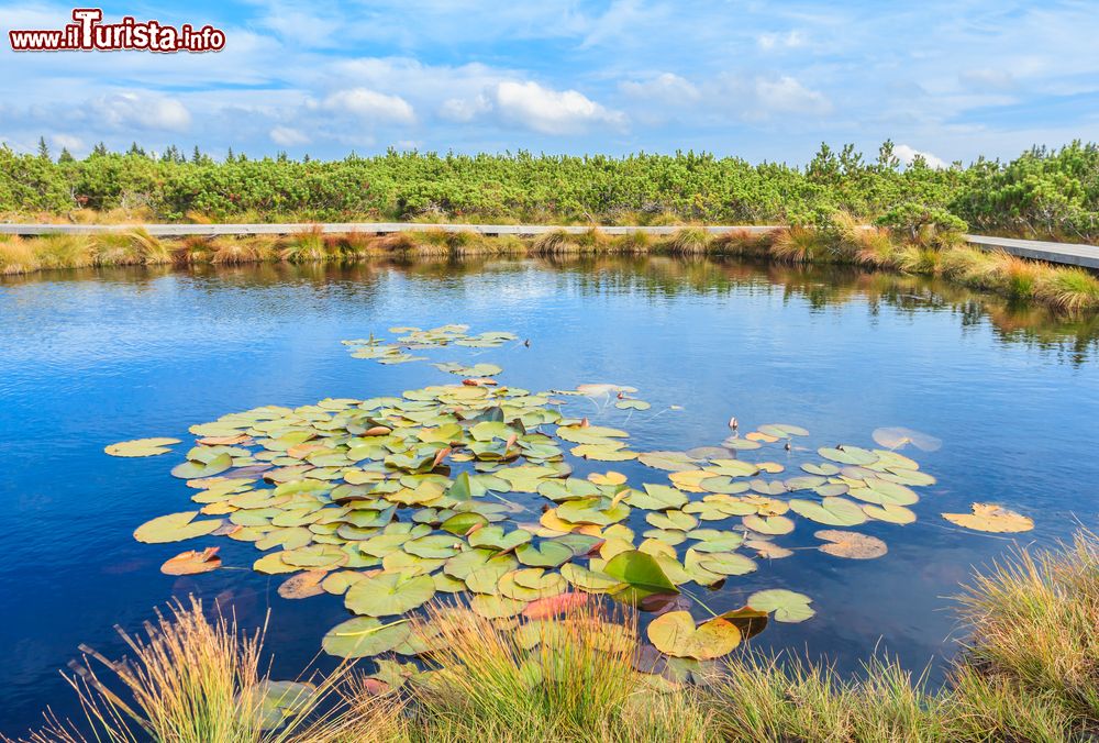 Immagine Paesaggio sul Lovrenc lake con fiori di giglio nei pressi di Rogla, Slovenia. Sullo sfondo, distese di pini. Oltre il 70% del territorio della Slovenia è ricoperta da boschi e praterie.