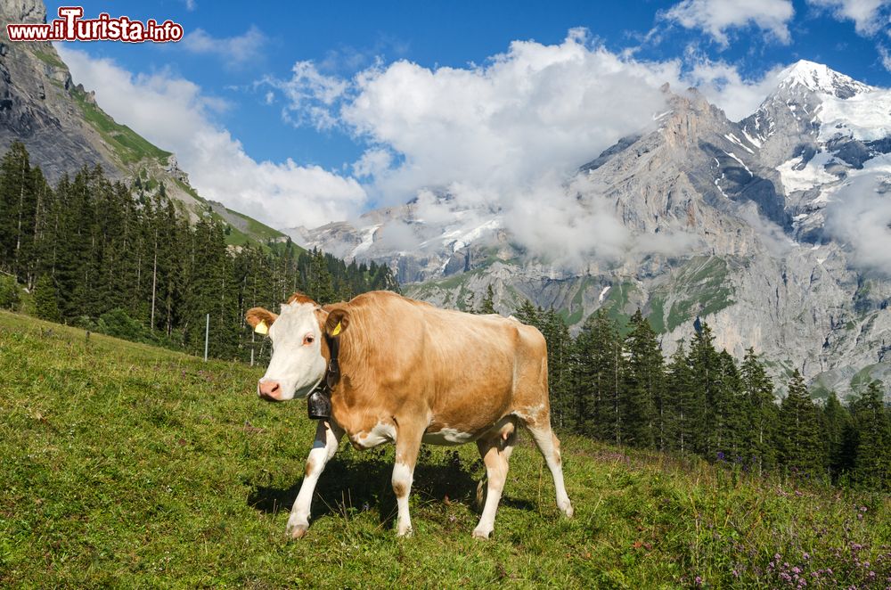 Immagine Paesaggio tipico da Heidi: una mucca sulle Alpi Svizzere a  Kandersteg