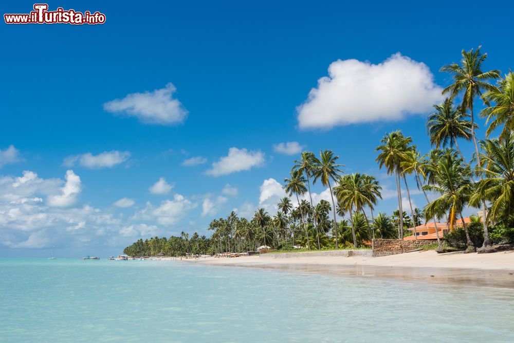 Immagine Un paesaggio tropicale con palme da cocco lambito dalle acque cristalline, spiaggia di Capo di Mangue, Maragogi, Brasile.