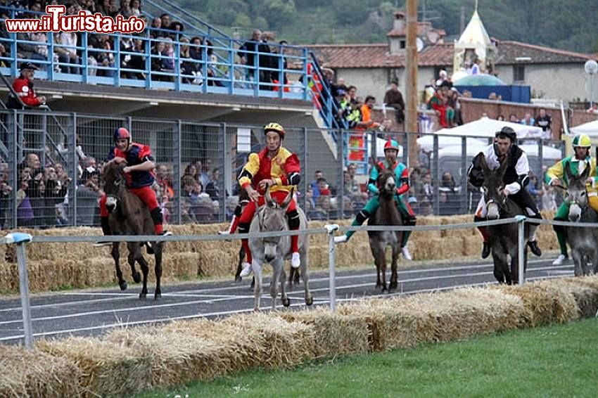 Immagine Il Palio dei Micci a Querceta (Toscana): il momento della gara degli asini - © Emanuele Taddei - CC BY-SA 3.0, Wikipedia