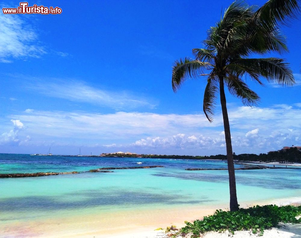 Immagine Palma da cocco su una spiaggia di Puerto Aventuras, Messico. Sullo sfondo, le tonalità dell'acqua azzurra e cristallina del Mare dei Caraibi si mescolano con quelle del cielo.