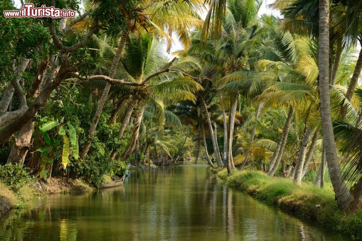 Immagine Palme da cocco sulle backwaters del Kerala, India meridionale. La zona di Alleppey è famosa per la produzione di cocco e copra che esporta in tutto il mondo - foto © Rafal Cichawa / Shutterstock.com