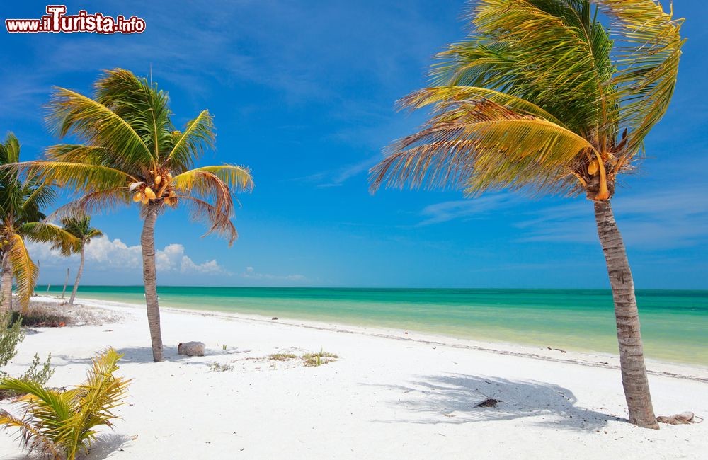 Immagine Palme da cocco su una spiaggia tropicale dell'isola di Holbox, Messico. Le spiagge di sabbia bainca sono quelle tipiche caraibiche: si può camminare per chilometri e avere sempre l'acqua all'altezza della cintura.