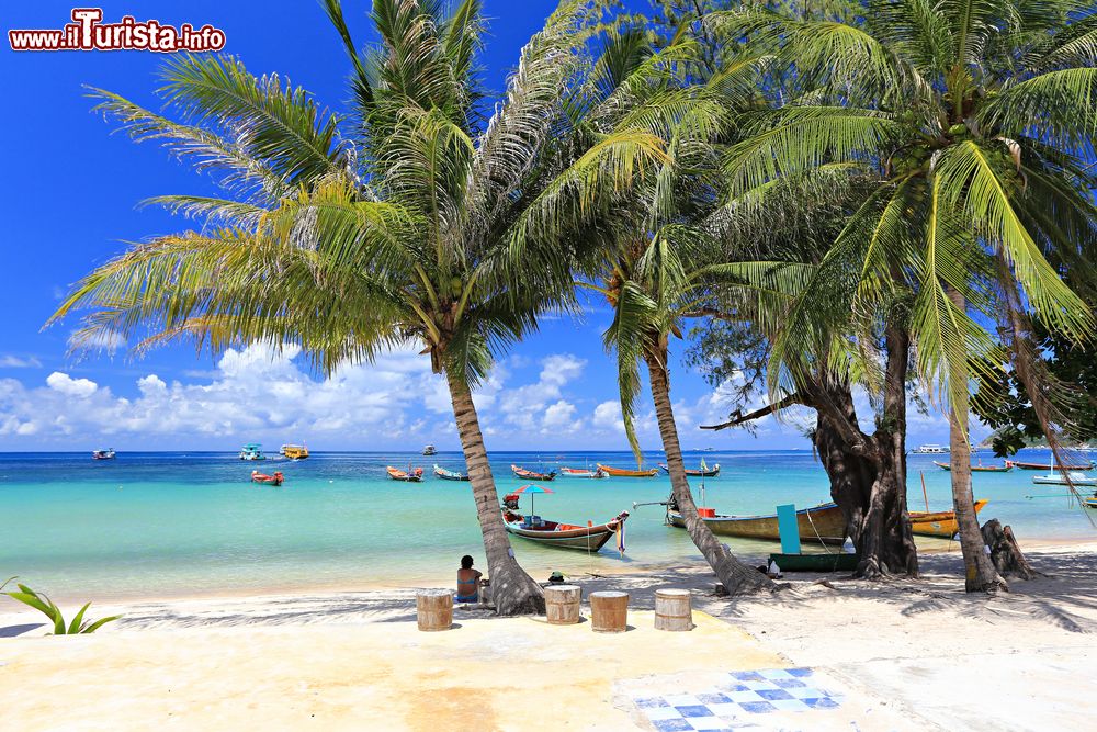 Immagine Palme e barche tipiche sull'isola di Koh Tao, Thailandia. Siamo in un paradiso tropicale nella provincia di Surat Thani.