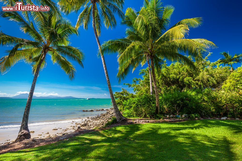 Immagine Palme e spiaggia al Rex Smeal Park di Port Douglas, Australia.