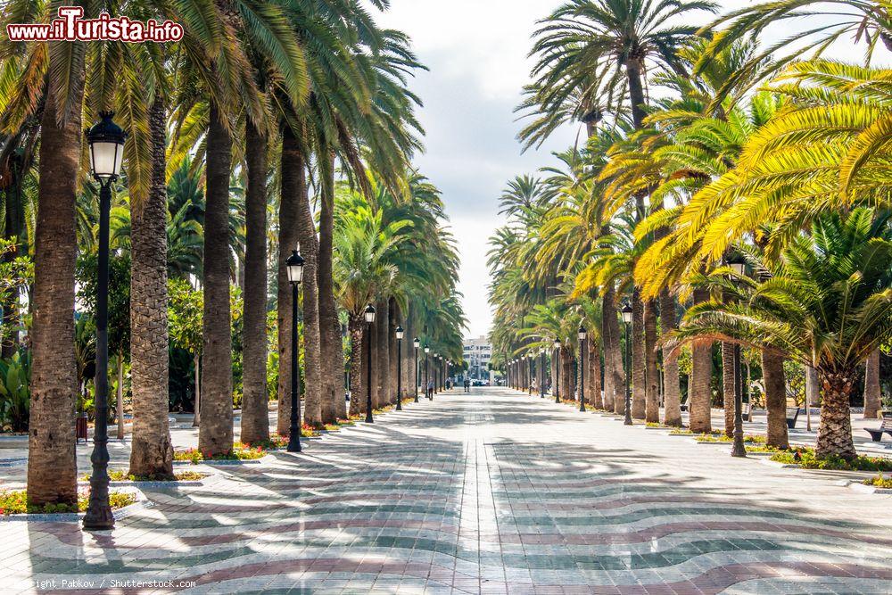 Immagine Palme lungo un viale nella città di Melilla, Spagna - © Pabkov / Shutterstock.com