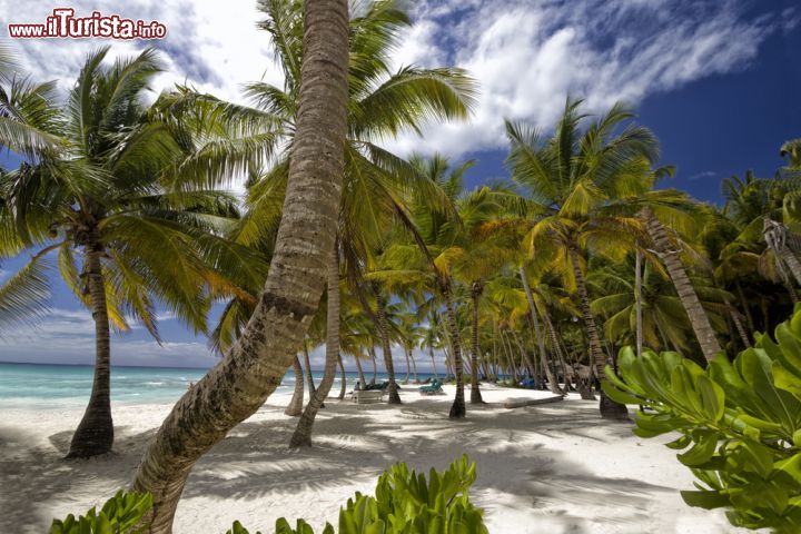 Immagine Palme sulla spiaggia di Roatan, Honduras - Ha una delle più belle barriere coralline dei Caraibi, una splendida laguna turchese e sabbia punteggiata di palme. Roatan è un vero e proprio paradiso tropicale © carpe89 / Shutterstock.com