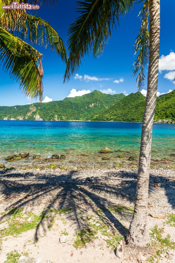 Immagine Palme su una spiaggia di Soufriere, isola di Dominica, arcipelago delle Piccole Antille.