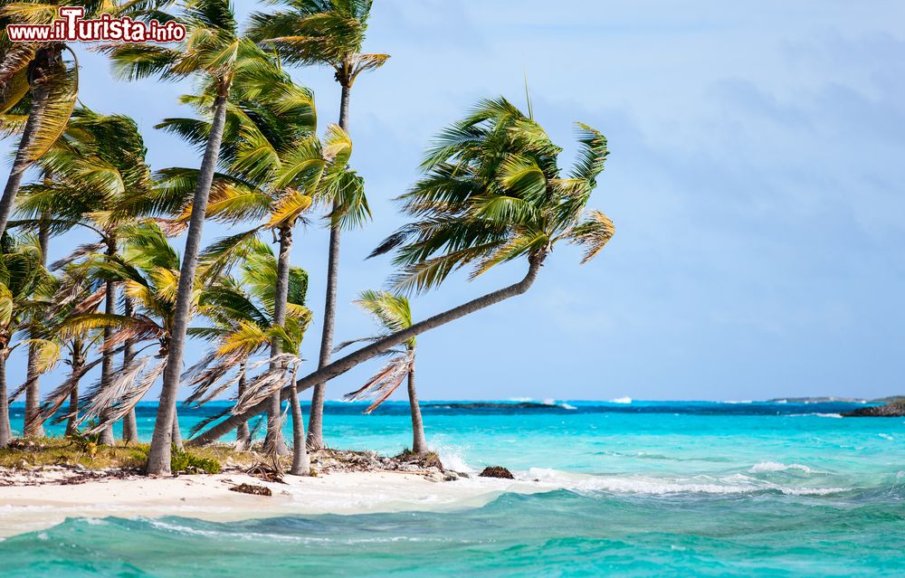 Immagine Palme sulla spiaggia a Exuma, Arcipelago delle Bahamas. Come tutte le Bahamas, anche le isole Exuma sono punteggiate da bassa vegetazione, ad eccezione delle palme.