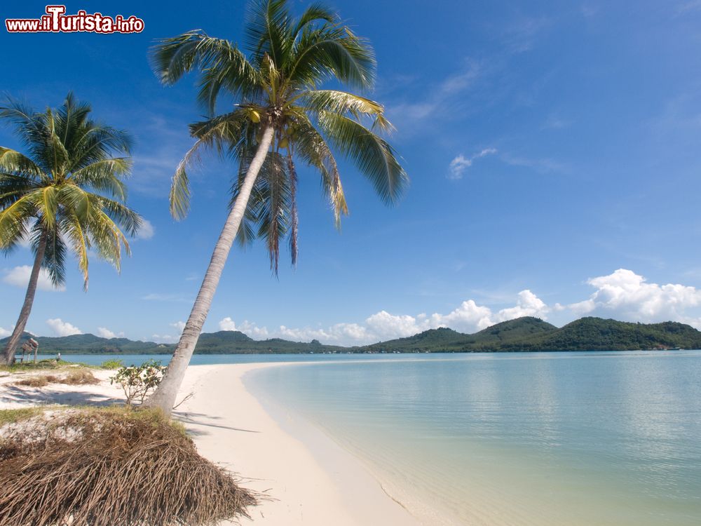 Immagine Palme sulla spiaggia dell'isola di  Koh Yao Yai, Thailandia, Asia. Lunga 28 km e larga 5, quest'isola lambita dal Mare delle Andamane è attraversata centralmente da una strada principale.