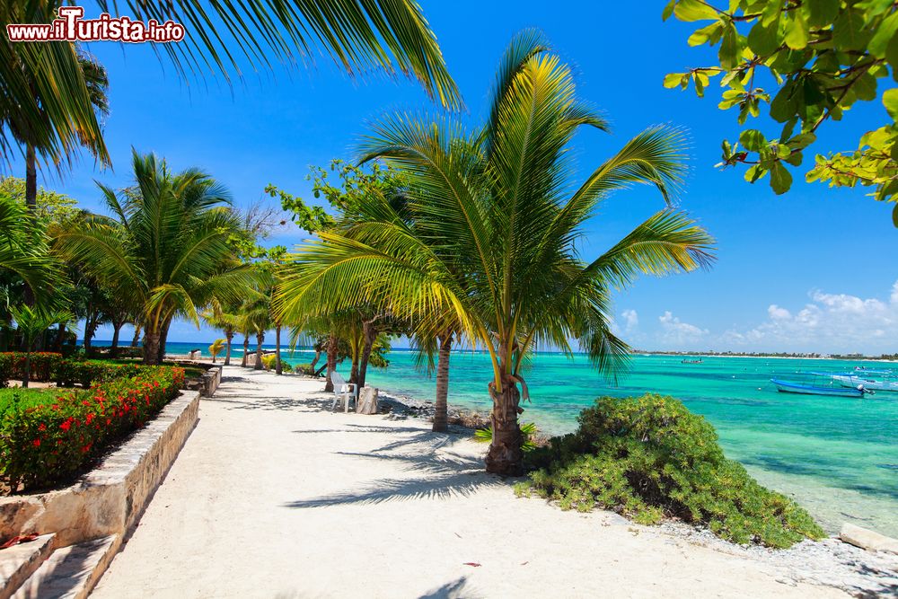 Immagine Palme sulla spiaggia di Akumal, Riviera Maya, Messico. La sabbia qui è talmente bianca e candida che anche a mezzogiorno si può passeggiare a piedi nudi senza scottarsi.