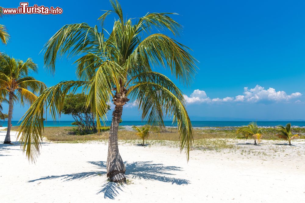 Immagine Palme sulla spiaggia di Cayo Blanco (Cuba). Sull'isola non esistono strutture ricetive e si può raggiungere con un'escursione in catamarano da compiere in giornata da Varadero.