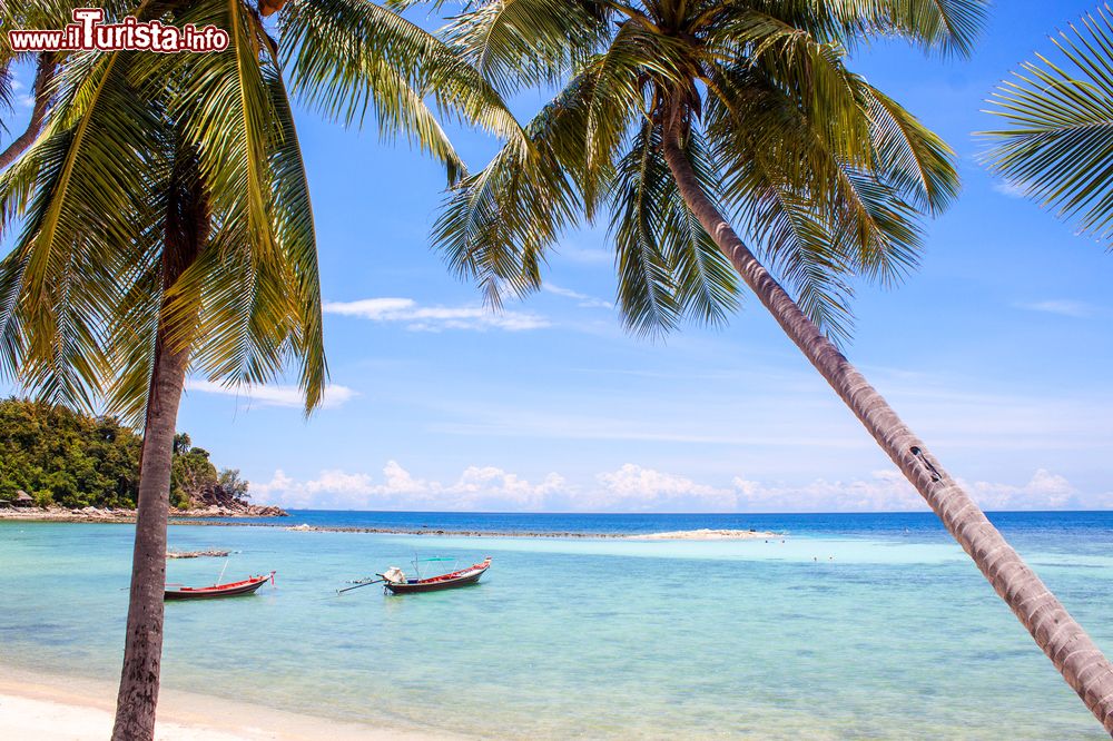 Immagine Palme sulla spiaggia di Haad Yao sull'isola di Pha Ngan, Thailandia. Questo tratto di litorale è caratterizzato da una folta vegetazione e ospita locali, ristoranti e bungalow.