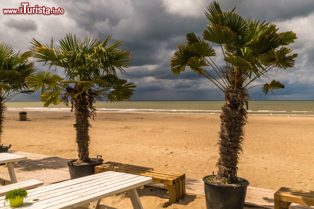 Immagine Palme tropicali su una spiaggia di sabbia nella città di Ostenda, Belgio, sul Mare del Nord.