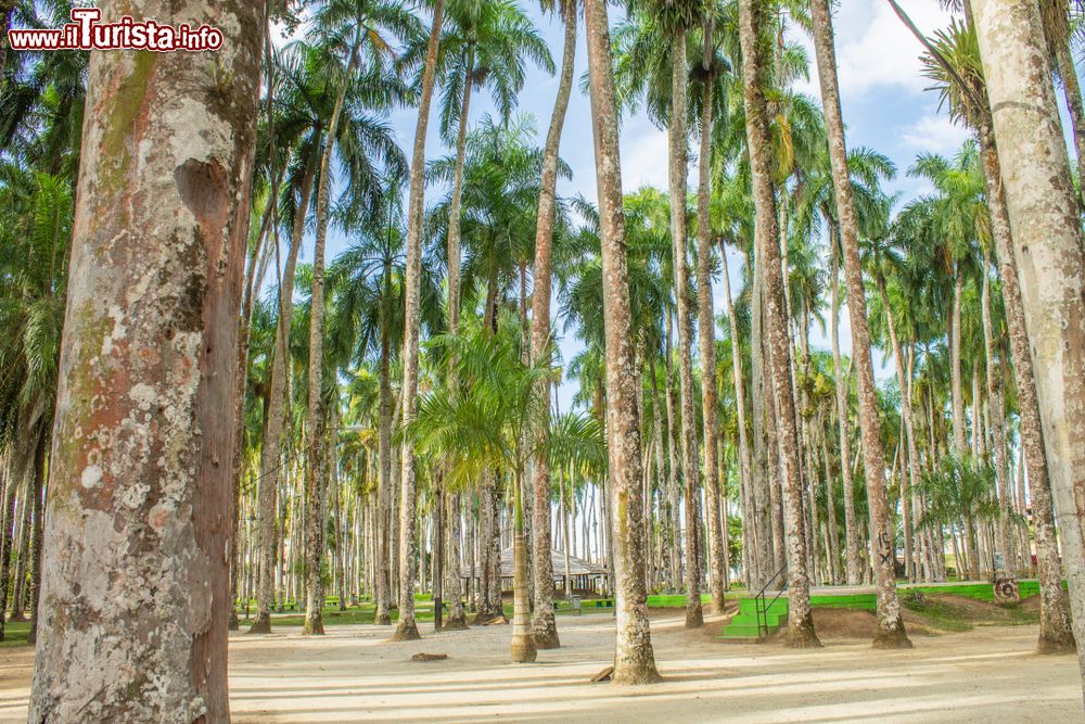 Immagine 'Palmentuin', un giardino di palme nella città di Paramaribo, Suriname, America meridionale.