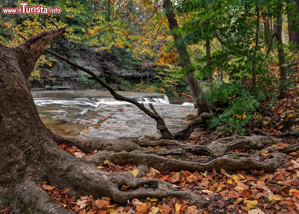 Immagine Panorama autunnale alle Great Falls of Tinker's Creek Gorge di Cleveland, Ohio. In primo piano, un vecchio albero con grandi radici fuori terra vicino al fiume.