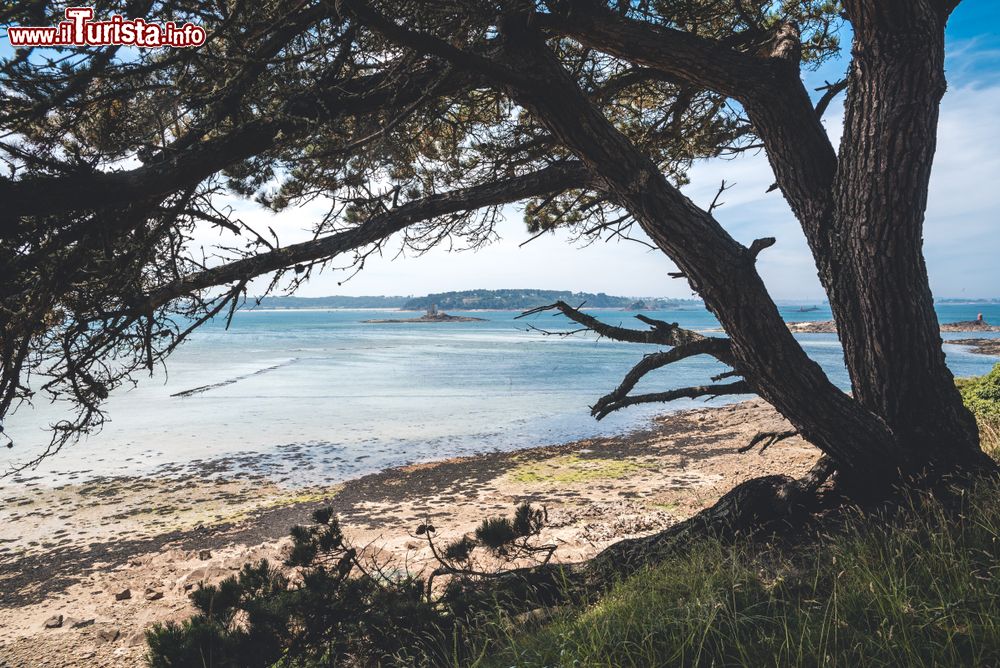 Immagine Panorama della baia di Morlaix vista atraverso gli alberi dell'isola di Sterec, Bretagna, Francia.