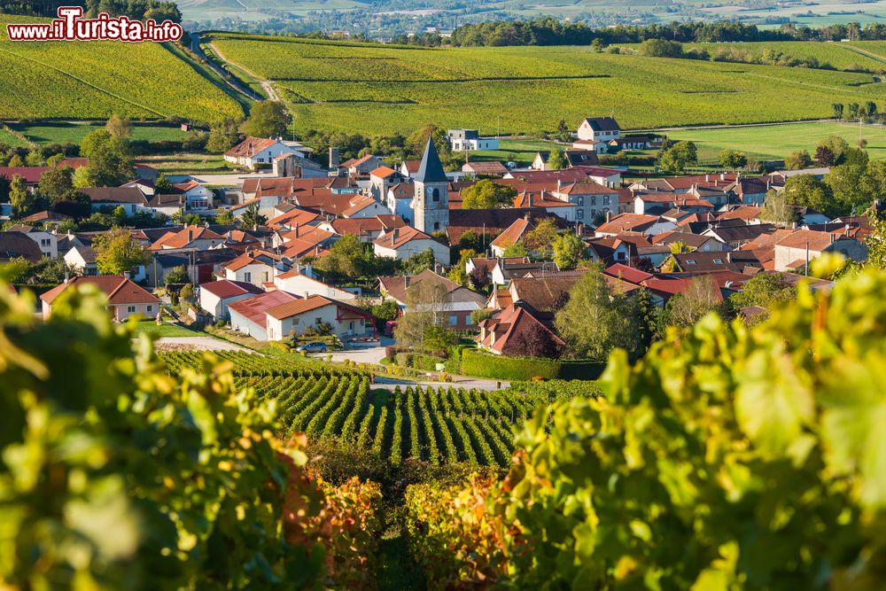 Immagine Panorama dei vigneti dell'area di Cote des Bar vicino a Baroville, Champagne-Ardenne (Francia).