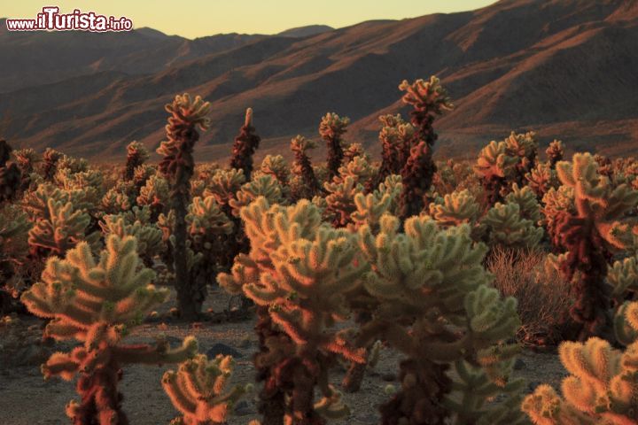 Immagine Panorama del Joshua Tree National Park all'alba, California - © Masa at Los Angeles / Shutterstock.com