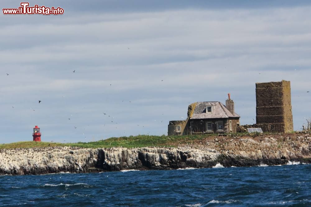 Immagine Panorama del santuario degli uccelli a Seahouses sulle isole di Farne, Inghilterra. Sullo sfondo un tipico faro verniciato di rosso.