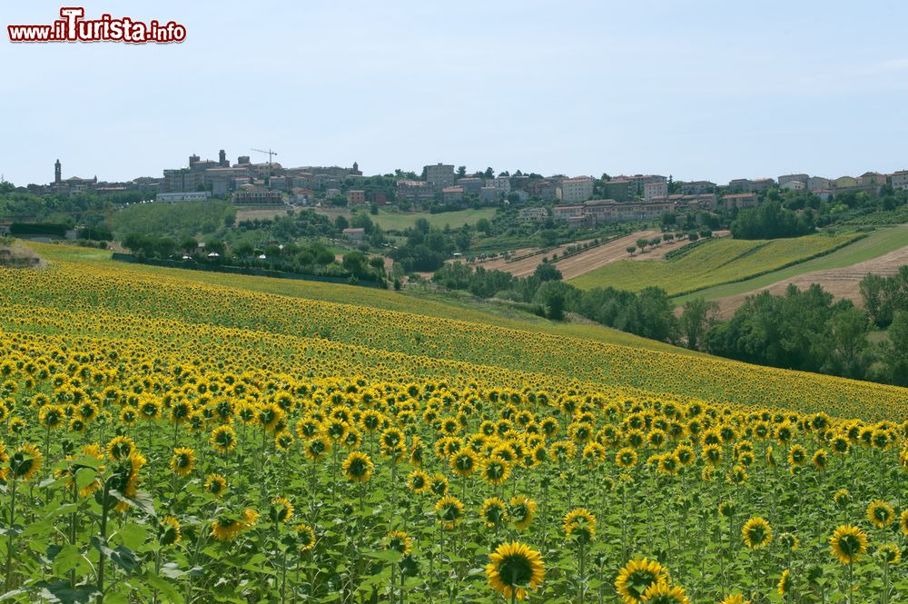 Immagine Panorama di Filottrano nelle Marche, con campo di girasoli