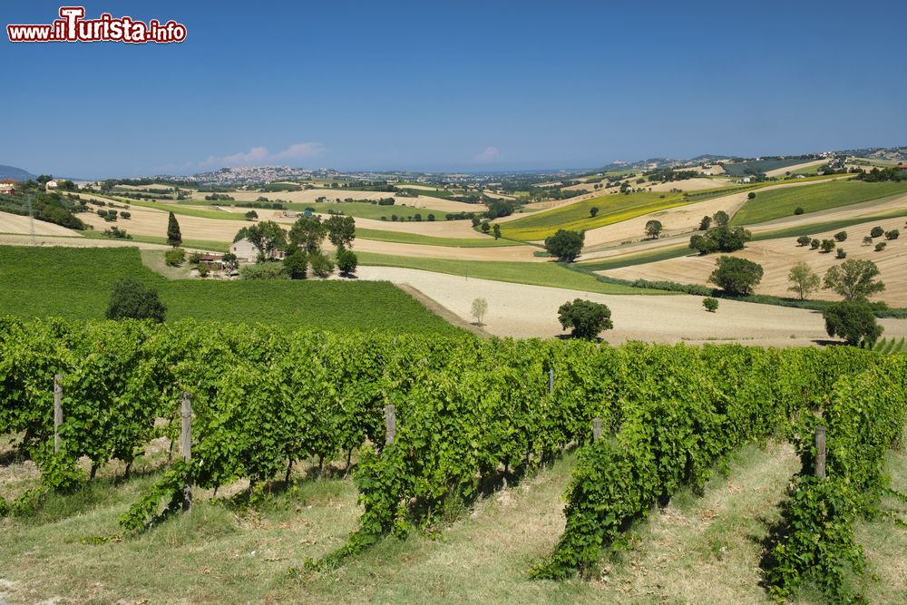 Immagine Panorama estivo della campagna fra Montefano e Castelfidardo, provincia di Ancona, Marche.