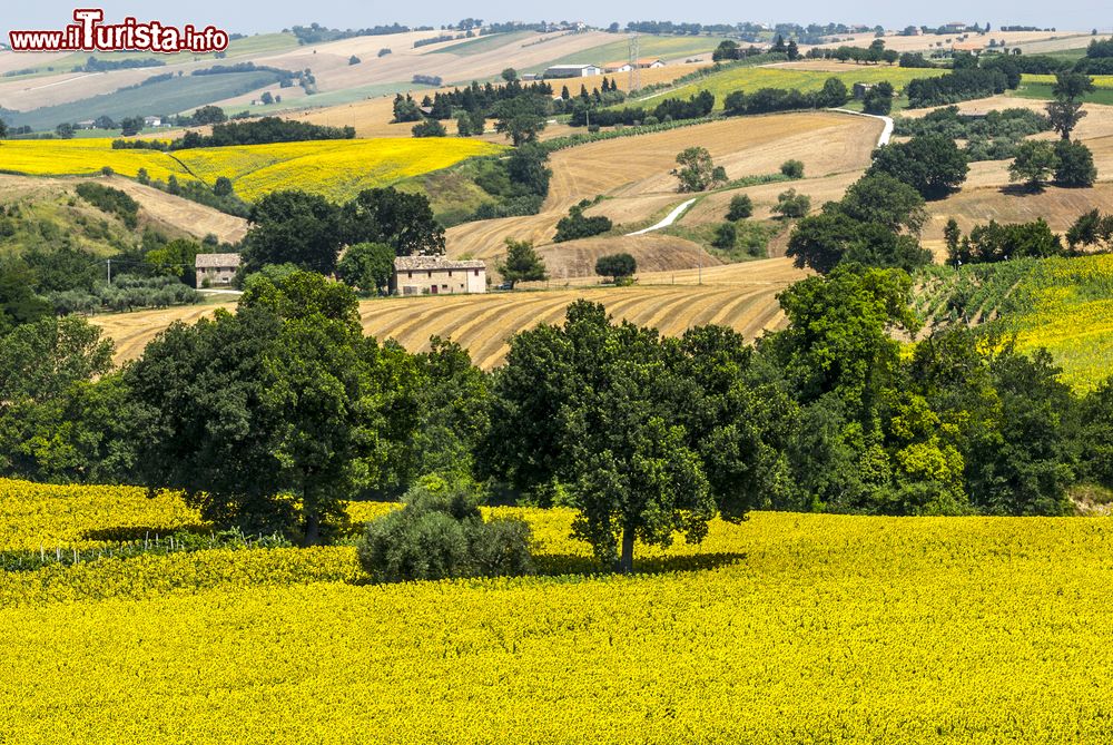 Immagine Panorama estivo di Jesi, nei pressi di Cingoli, con immensi campi di girasole. Questa bella località della Marche si trova a 25 chilometri da Cingoli ed è posizionata lungo il medio corso del fiume Esino.