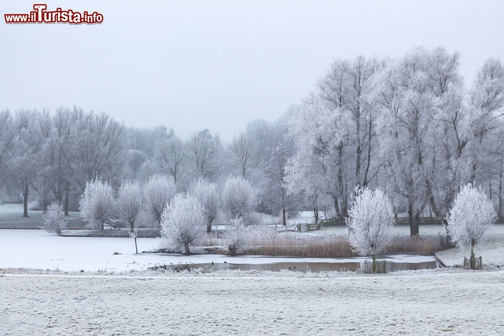 Immagine Panorama invernale del parco De Wijdse Weide a Zoetermeer, Olanda, con il lago ghiacciato e gli alberi ricoperti di neve.