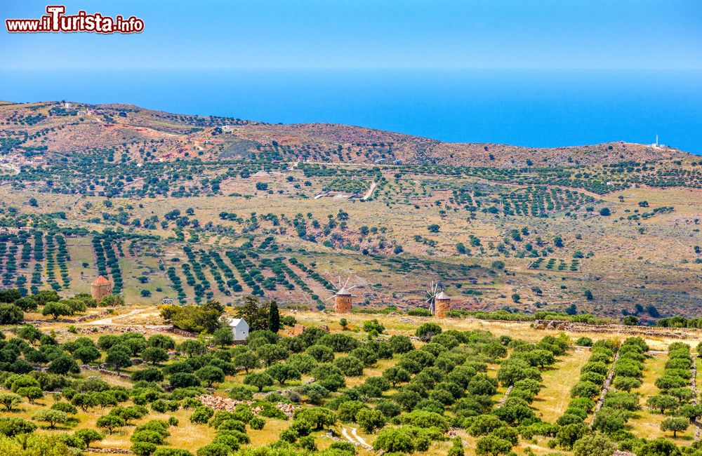 Immagine Panoramica dall'alto di ulivi con mulini a vento e una chiesetta bianca: siamo sull'isola di Creta nella prefettura di Lassithi.