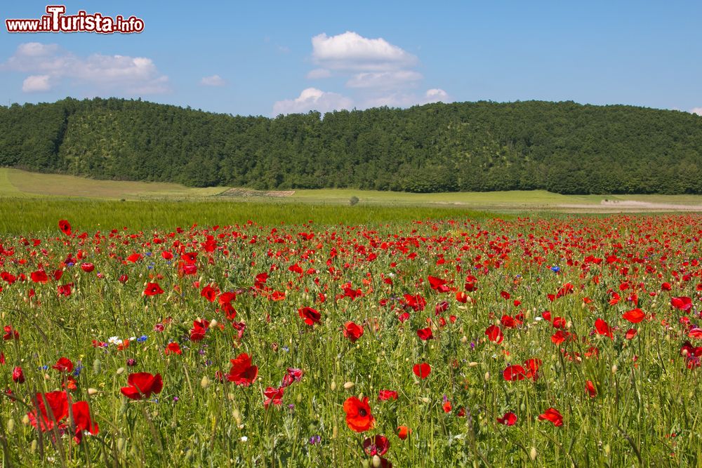 Immagine Papaveri in fiore nelle campagne di Colfiorito in Umbria