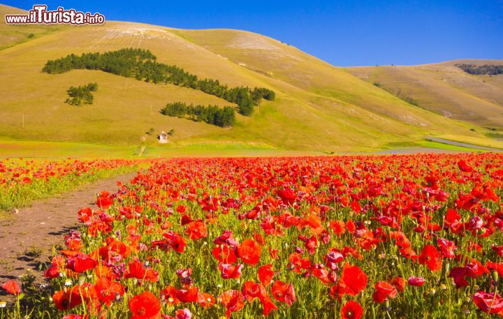 Immagine Papaveri a Castelluccio di Norcia, Umbria, Italia. Migliaia di fiori rendono questa vallata una vera perla dell'Appennino - © Buffy1982 / Shutterstock.com