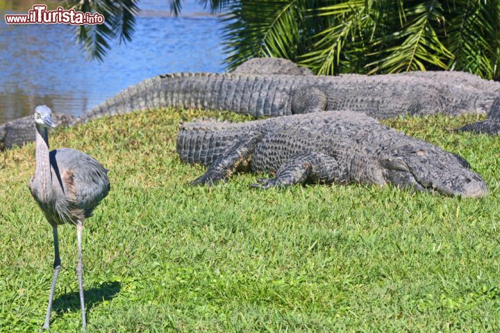 Immagine Parco Gatorland di Orlando, Florida - Alcuni degli animali ospiti di Gatorland, parco a tema e riserva naturale di 45 ettari situato lungo South Orange Blossom Trail di Orlando. Fondato da Owen Godwin nel 1949, l'area è conosciuta come la capitale al mondo per i coccodrilli: qui se ne possono ammirare a migliaia ospitati in un'immensa palude. Vi sono spettacoli con i rettili, voliere  e percorsi educativi dedicati a grandi e bambini. Il parco acquista e salva anche alligatori che verrebbero altrimenti uccisi per la loro pelle e carne. Nel 1984 Gatorland venne utilizzato come set cinematografico per girare il film Indiana Jones e il tempio maledetto © Malgorzata Litkowska / Shutterstock.com