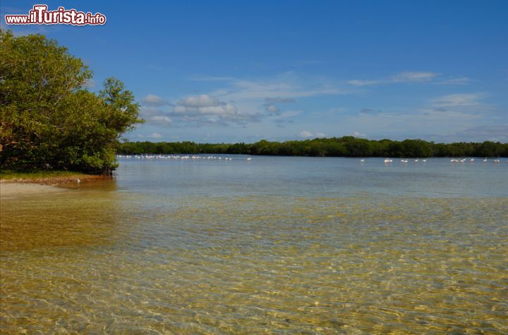 Immagine Kenya: il tratto di mare antistante la costa di Malindi e quello della vicina Watamu sono salvaguardati come Parchi Marini Nazionali.