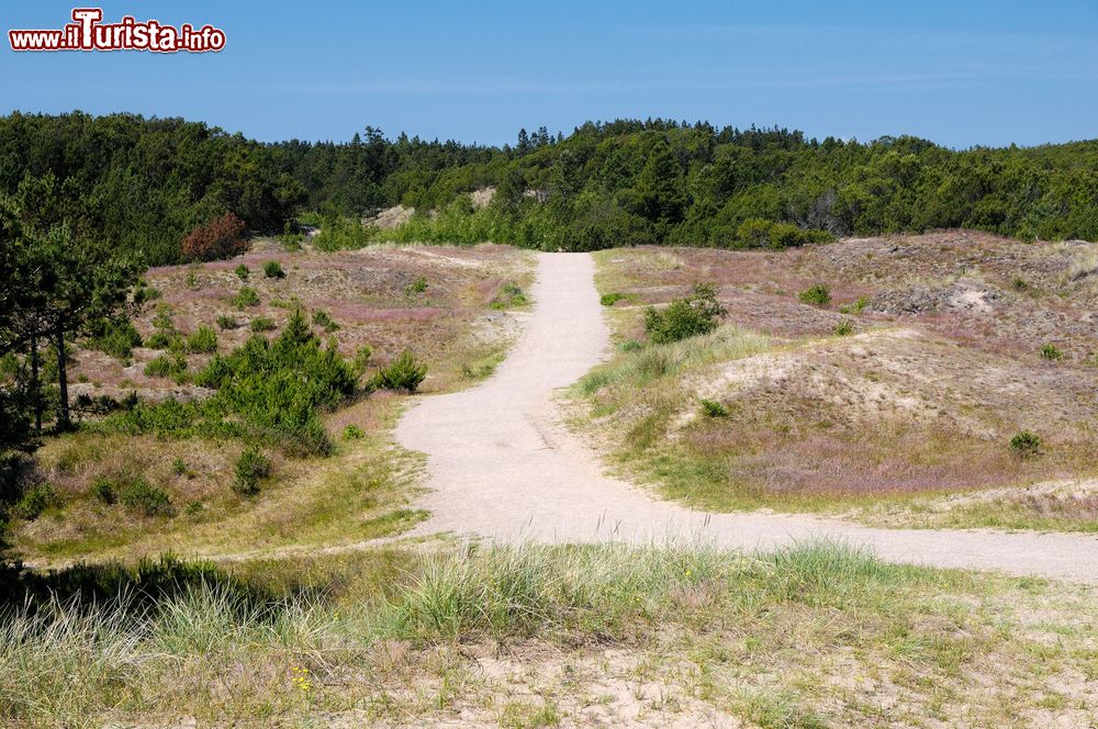 Immagine Il parco nazionale Klitplantage a Skagen, Danimarca. Situato a sud ovest di Skagen, questo parco si estende su una superficie di 1394 ettari in cui si alternano zone di foreste e dune.