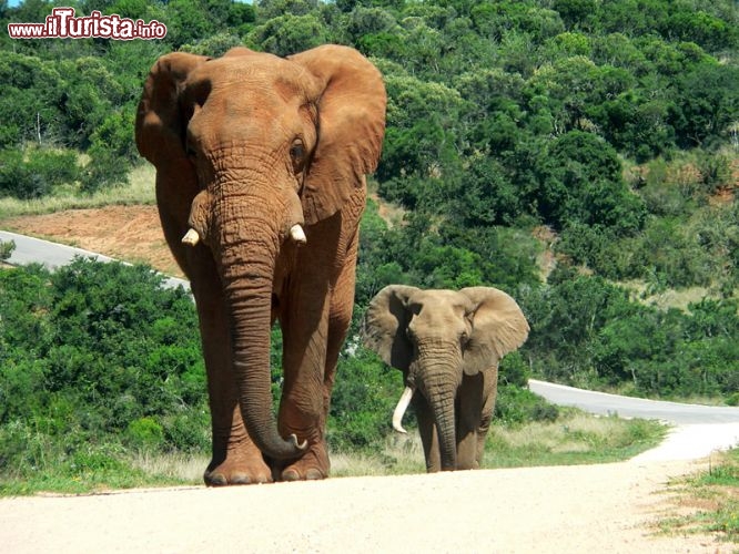 Immagine Un elefante con il suo cucciolo nella riserva del Serengeti, in Tanzania, che dal 1981 è protetta dall'UNESCO proprio grazie alla sua ricchezza faunistica.  - © gallas - Fotolia.com