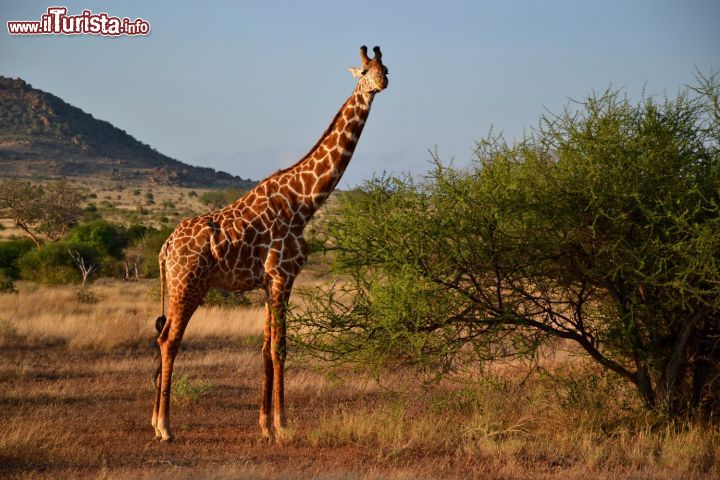 Immagine Uno degli animali più strordinari del Parco Nazionale dello Tsavo Est (Kenya) è la giraffa, con il suo portamento elegante e al contempo buffo.