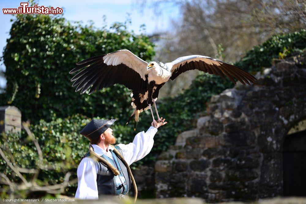 Immagine Parco Puy du Fou a Les Epesses, Francia: un esemplare di serpentario o segretario, uccello rapace africano, durante una dimostrazione al parco tematico dedicato alle epoche storiche - © Winessyork / Shutterstock.com