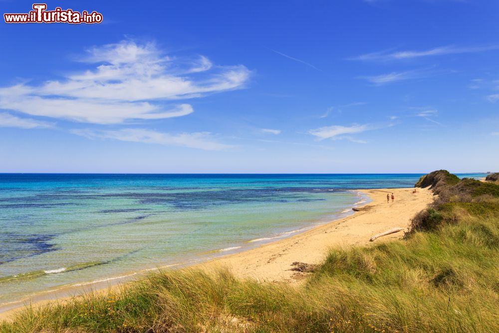 Immagine Il Parco Regionale Naturale Dune Costiere nei pressi di Brindisi, Puglia. Da Torre Canne a Torre San Leonardo si estende sul territorio di Ostuni e Fasano lungo 8 chilometri di costa.