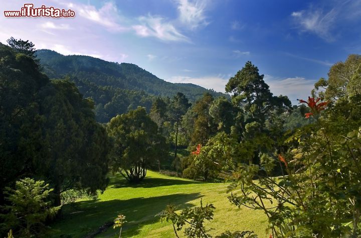 Immagine Il giardino botanico del Parque de Monserrate presso Sintra (Portogallo) ospita specie provenienti da tutto il mondo - foto © Luis Louro / Shutterstock.com