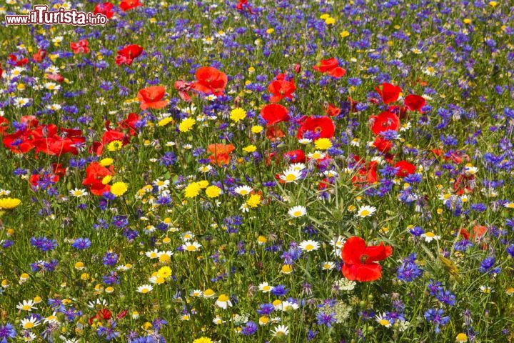 Immagine Fiori colorati a Piano Grande di Castelluccio, Umbria, Italia. Per diverse settimane questo territorio viene caratterizzato da un mosaico di colori con variazioni di toni che vanno dal giallo ocra al rosso - © Buffy1982 / Shutterstock.com