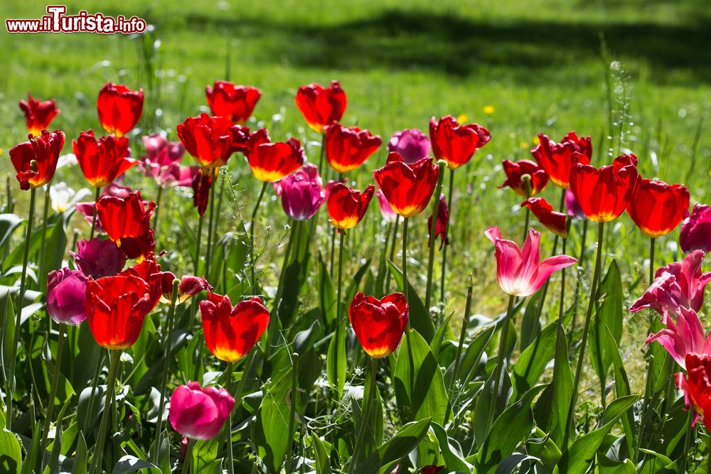 Immagine Particolare della fioritura dei Tulipani del Castello di Pralormo in Piemonte.