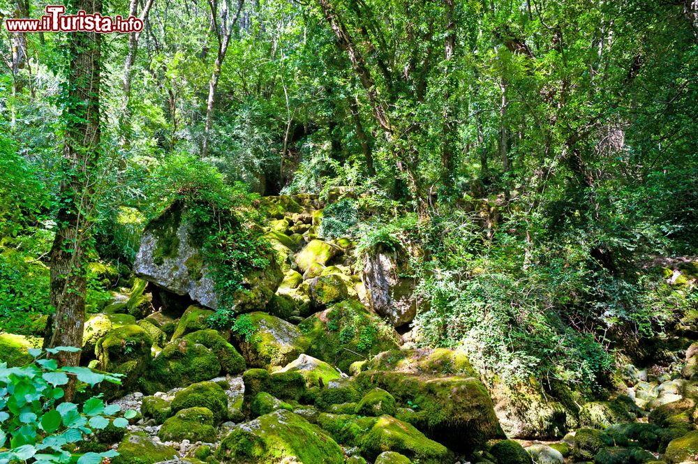 Immagine Particolare della foresta vicino a Florac, Francia. Qui la vegetazione cresce lussureggiante e rigogliosa creando bellissimi scorci fotografici.